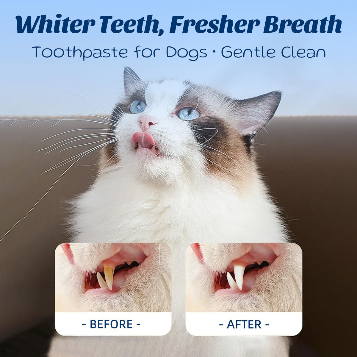 Coconut Chicken Flavor Dog Toothpaste with Toothbrush Kit 2.1oz O59032