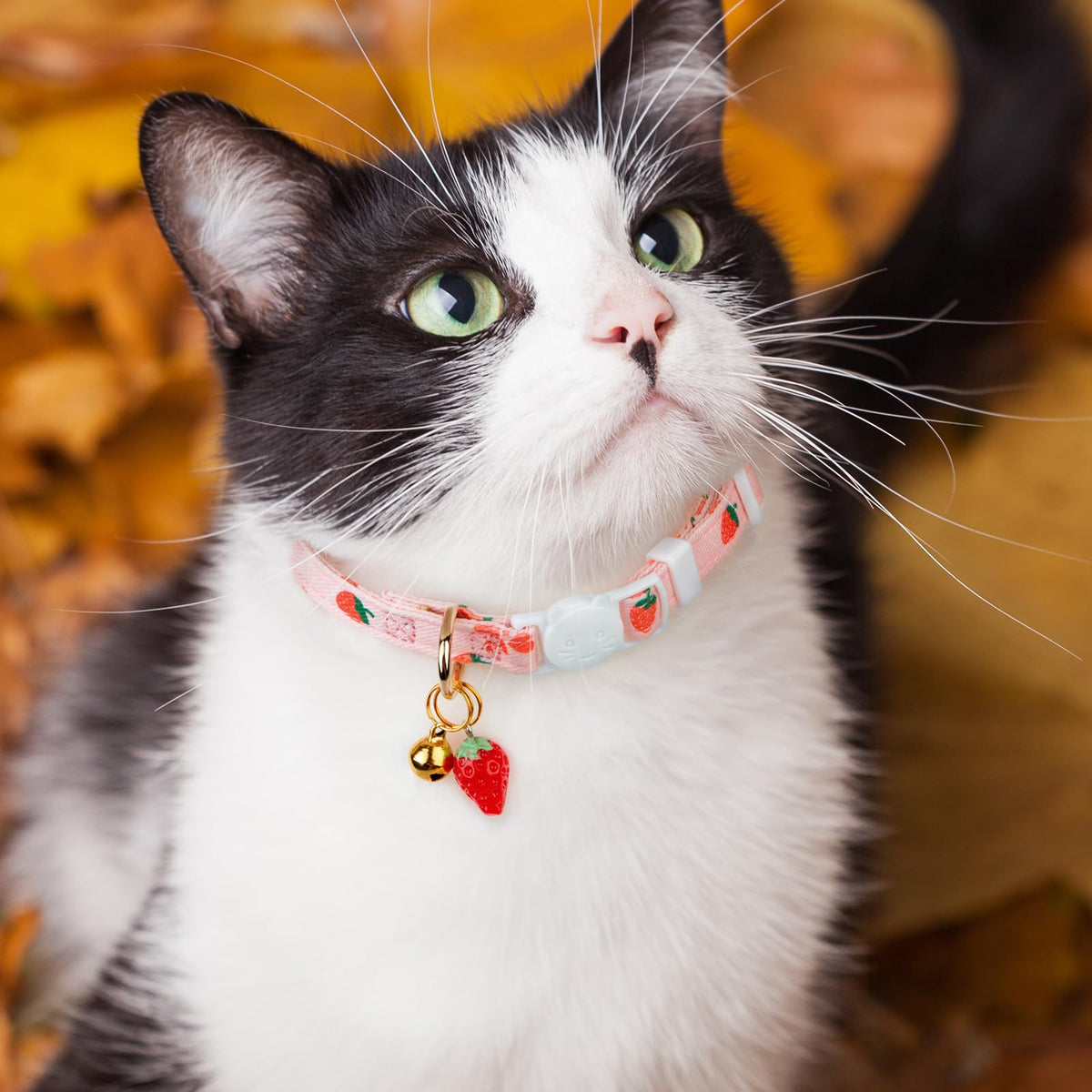2 Pack Cotton Cat Collar C816038
