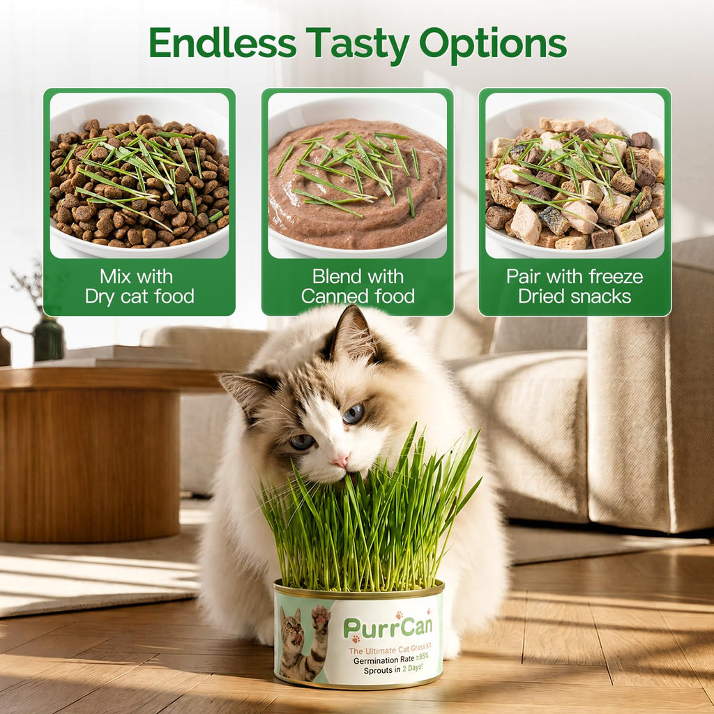 6 Cans Organic Wheat Cat Grass Growing Kit N991