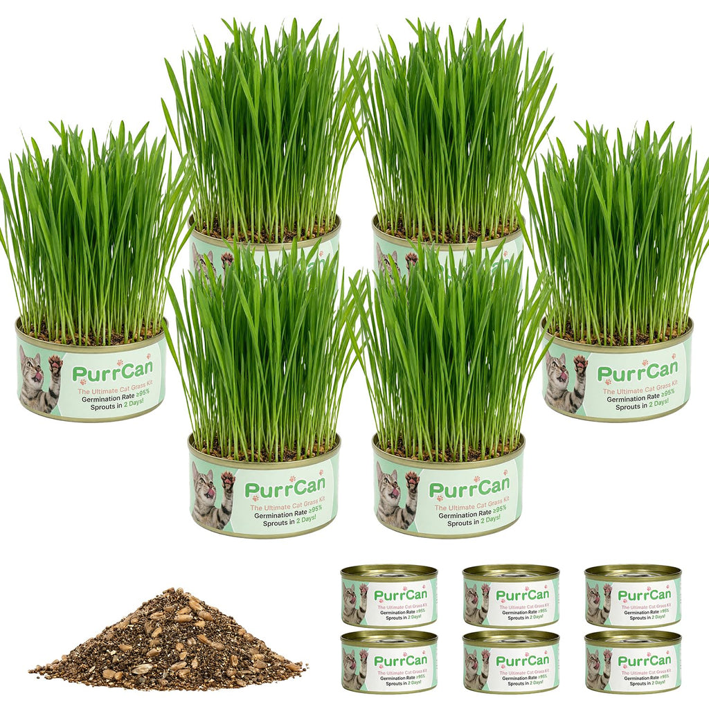 6 Cans Organic Wheat Cat Grass Growing Kit N991