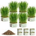 6 Cans Organic Wheat Cat Grass Growing Kit N991