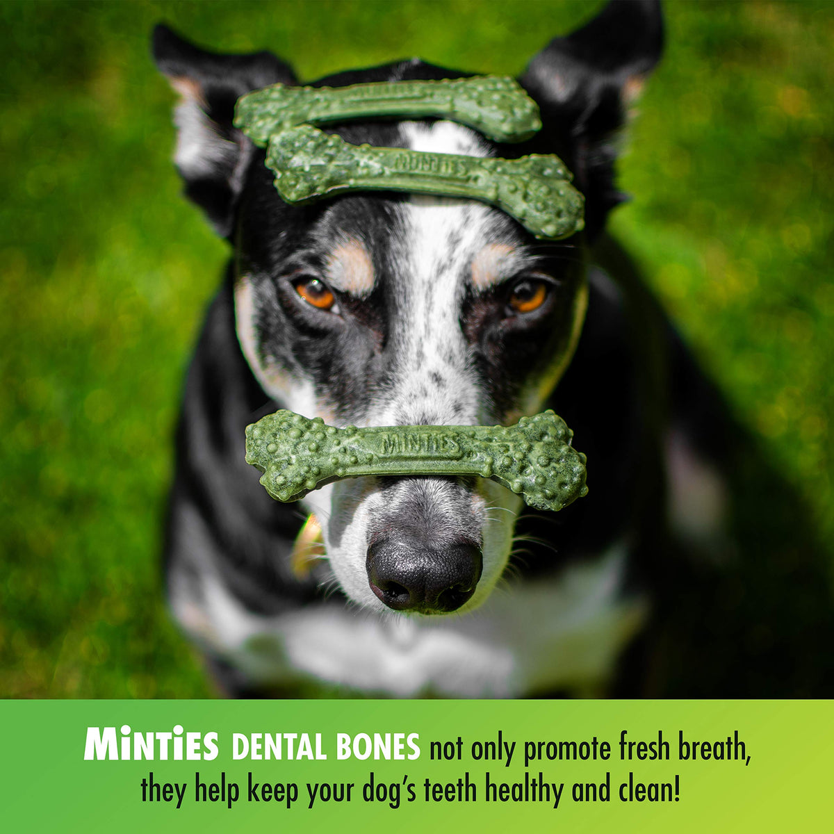 Minties Dog Dental Bone Treats I2270