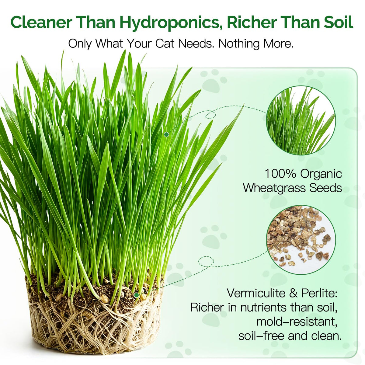 6 Cans Organic Wheat Cat Grass Growing Kit N991
